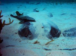This is a large Caribbean stingray and her mate (the remo... by Martin Spragg 